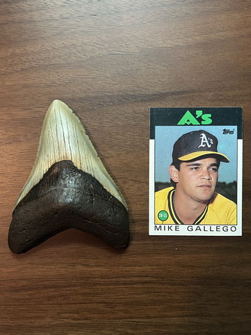 Megalodon tooth (3.5 image 1