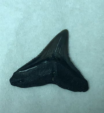 Does anyone collect image 1