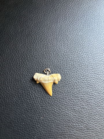 Shark Tooth image 1