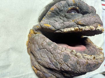 Screen Used Critter image 2